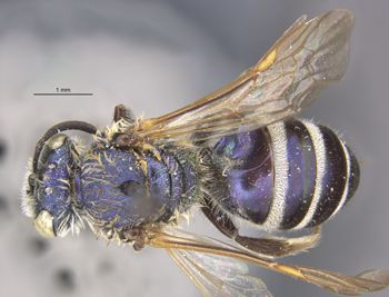 Media type: image;   Entomology 32618 Aspect: habitus dorsal view